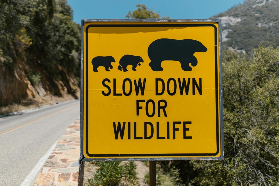 Spot wildlife on a budget! Discover the best Imoova relocation routes for unforgettable animal and nature encounters worldwide.