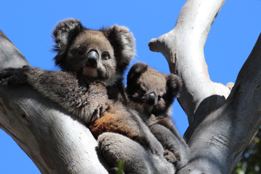 Bucket-List Road Trips for Wildlife Lovers: 12 Incredible Drives to See Animals in Their Natural Habitat